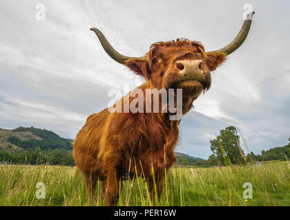 Trossachs, Stirlingshire, Scotland - 11 août 2018. Highland Cow montre à la caméra. Banque D'Images