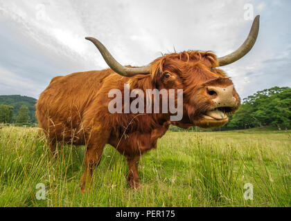 Trossachs, Stirlingshire, Scotland - 11 août 2018. Highland Cow montre à la caméra. Banque D'Images