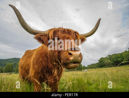 Trossachs, Stirlingshire, Scotland - 11 août 2018. Highland Cow montre à la caméra. Banque D'Images