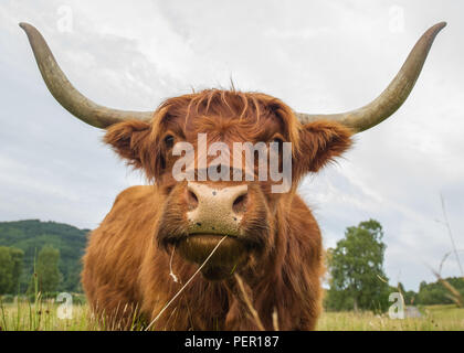 Trossachs, Stirlingshire, Scotland - 11 août 2018. Highland Cow montre à la caméra. Banque D'Images