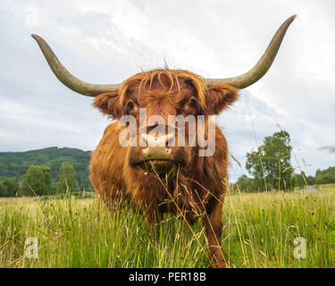 Trossachs, Stirlingshire, Scotland - 11 août 2018. Highland Cow montre à la caméra. Banque D'Images