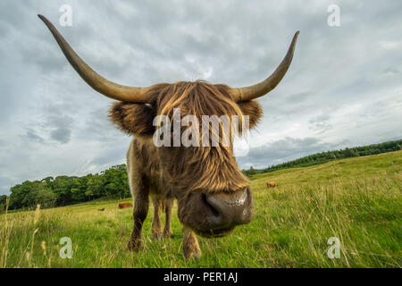 Trossachs, Stirlingshire, Scotland - 11 août 2018. Highland Cow montre à la caméra. Banque D'Images