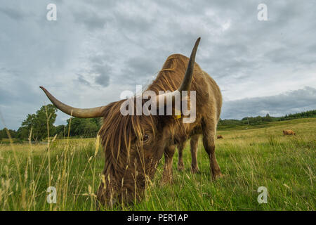 Trossachs, Stirlingshire, Scotland - 11 août 2018. Highland Cow montre à la caméra. Banque D'Images