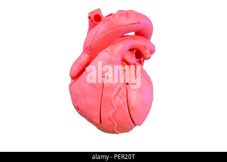 Anatomy model type silicone du système cardiovasculaire pour l'utilisation dans l'enseignement médical, isolé sur fond blanc Banque D'Images