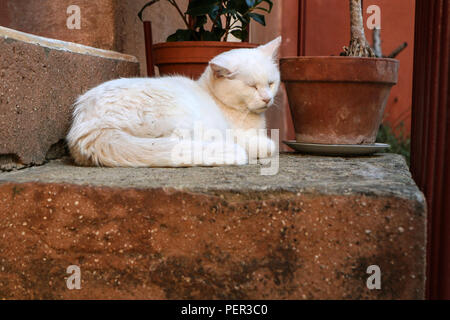 Une photo d'un chat de la rue blanche dormant dans les escaliers en pierre. Banque D'Images