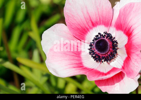 Close up of red and white Anemone Coronaria Banque D'Images