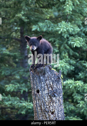 Ourson Noir debout sur une grande souche d'arbre dans le Parc National de Yellowstone. Banque D'Images