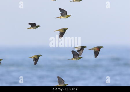 À ventre blanc-vert pigeon (Treron sieboldii) troupeaux au Japon Banque D'Images