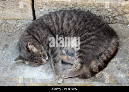 Cat satisfait dans Kotor, Monténégro. La vieille ville est pleine de chats qui sont aimés et respectés (principalement) à la population. Le chat est devenu l'info. Banque D'Images