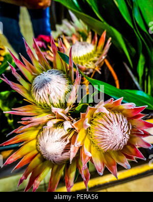 La belle floraison King Protea, ou une érablière, qui est indigène à la Région floristique du Cap d'Afrique du Sud. Banque D'Images