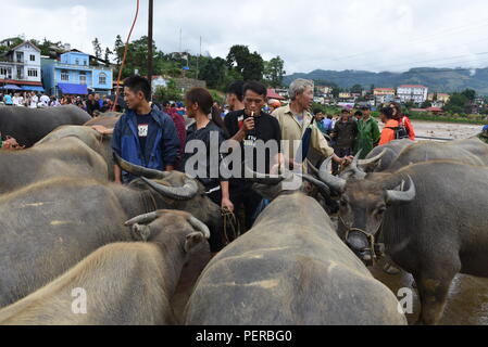 Bac Ha, au Vietnam. Le 05 août, 2018. Les gens se tiennent près de leurs buffles en vente à l'hebdomadaire 'HA' Bac à Bac Ha marché, Lao Cai Province, Vietnam. Plusieurs minorités ethniques qui vivent dans les régions montagneuses du nord-ouest du Vietnam, se rassemblent à ce marché pour acheter et vendre une grande variété de biens et de bétail. Credit : Jorge Sanz/Pacific Press/Alamy Live News Banque D'Images