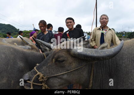 Bac Ha, au Vietnam. Le 05 août, 2018. Les gens se tiennent près de leurs buffles en vente à l'hebdomadaire 'HA' Bac à Bac Ha marché, province de Lao Cai, au nord-est du Vietnam. Credit : Jorge Sanz/Pacific Press/Alamy Live News Banque D'Images