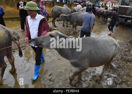 Bac Ha, au Vietnam. Le 05 août, 2018. Un homme photographié avec son bison pour vente à l'hebdomadaire 'HA' Bac à Bac Ha marché, Lao Cai Province, Vietnam. Plusieurs minorités ethniques qui vivent dans les régions montagneuses du nord-ouest du Vietnam, se rassemblent à ce marché pour acheter et vendre une grande variété de biens et de bétail. Credit : Jorge Sanz/Pacific Press/Alamy Live News Banque D'Images