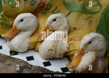 Bac Ha, au Vietnam. Le 05 août, 2018. Canards en vente à l'hebdomadaire 'HA' Bac à Bac Ha marché, province de Lao Cai, au nord-est du Vietnam. Credit : Jorge Sanz/Pacific Press/Alamy Live News Banque D'Images