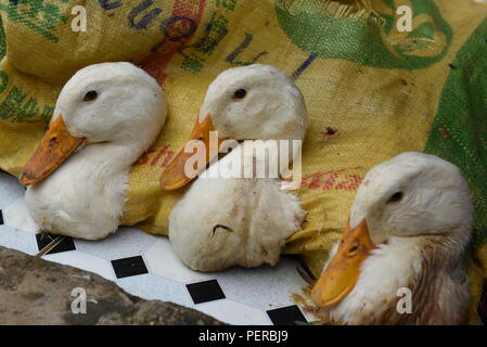 Bac Ha, au Vietnam. Le 05 août, 2018. Canards en vente à l'hebdomadaire 'HA' Bac à Bac Ha marché, Lao Cai Province, Vietnam. Plusieurs minorités ethniques qui vivent dans les régions montagneuses du nord-ouest du Vietnam, se rassemblent à ce marché pour acheter et vendre une grande variété de biens et de bétail. Credit : Jorge Sanz/Pacific Press/Alamy Live News Banque D'Images