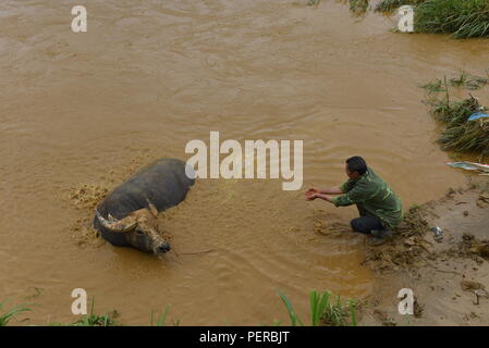 Bac Ha, au Vietnam. Le 05 août, 2018. Un homme se lave un buffle dans une rivière au cours de l'hebdomadaire 'HA' Bac à Bac Ha marché, province de Lao Cai, au nord-est du Vietnam. Credit : Jorge Sanz/Pacific Press/Alamy Live News Banque D'Images