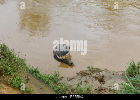 Bac Ha, au Vietnam. Le 05 août, 2018. Un buffle, représenté à une rivière au cours de l'hebdomadaire 'HA' Bac à Bac Ha marché, province de Lao Cai, au nord-est du Vietnam. Credit : Jorge Sanz/Pacific Press/Alamy Live News Banque D'Images