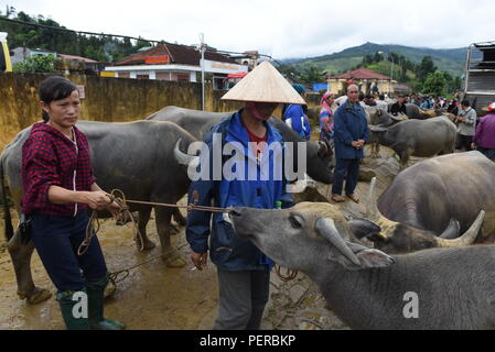 Bac Ha, au Vietnam. Le 05 août, 2018. Une femme photographiée avec son bison pour vente à l'hebdomadaire 'HA' Bac à Bac Ha marché, Lao Cai Province, Vietnam. Plusieurs minorités ethniques qui vivent dans les régions montagneuses du nord-ouest du Vietnam, se rassemblent à ce marché pour acheter et vendre une grande variété de biens et de bétail. Credit : Jorge Sanz/Pacific Press/Alamy Live News Banque D'Images