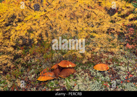 La végétation de la toundra à l'automne près du lac Ennadai- champignons, lichens et de mélèze, Arctique Haven Lodge, Lake Ennadai, Territoire du Nunavut, Canada Banque D'Images