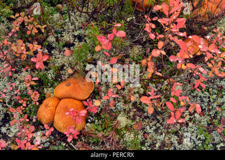 La végétation de la toundra à l'automne près du lac Ennadai- champignons, lichens et de bleuet, de l'Arctique Haven Lodge, Lake Ennadai, Territoire du Nunavut, Canada Banque D'Images
