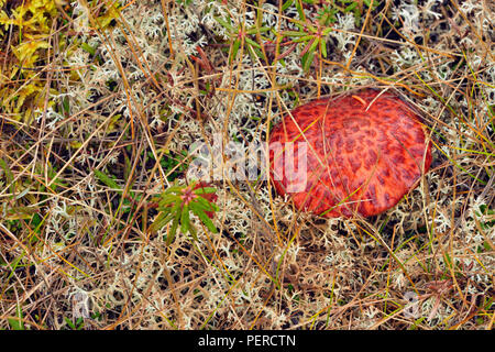 La végétation de la toundra à l'automne près du lac Ennadai- champignons et lichens, Arctic Haven Lodge, Lake Ennadai, Territoire du Nunavut, Canada Banque D'Images