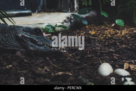 Aligator veillant sur ses oeufs. Côté vue portrait de crocodile avec de grands yeux noirs sharp focus voleur Banque D'Images