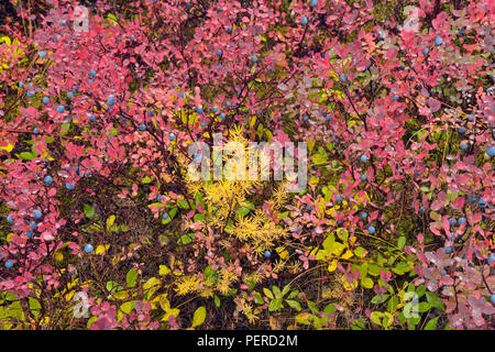 La végétation de la toundra à l'automne près du lac Ennadai le mélèze, de bleuet, de l'Arctique Haven Lodge, Lake Ennadai, Territoire du Nunavut, Canada Banque D'Images