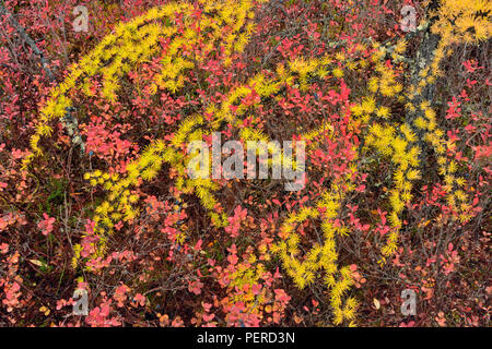 La végétation de la toundra à l'automne près du lac Ennadai le mélèze, de bleuet, de l'Arctique Haven Lodge, Lake Ennadai, Territoire du Nunavut, Canada Banque D'Images