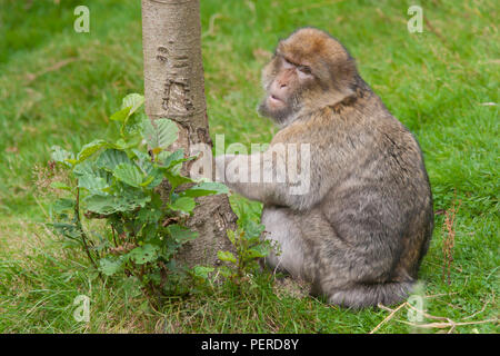 Maxaque barbarie à Trentham Monkey Forest à Stoke on Trent Banque D'Images