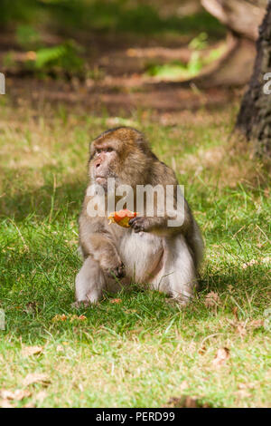 Maxaque barbarie à Trentham Monkey Forest à Stoke on Trent Banque D'Images