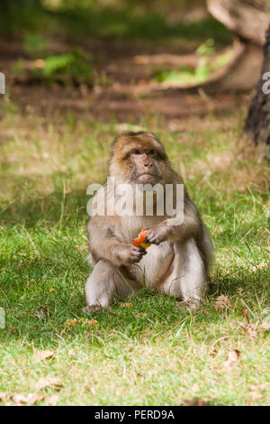 Maxaque barbarie à Trentham Monkey Forest à Stoke on Trent Banque D'Images