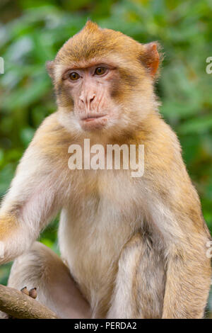 Maxaque barbarie à Trentham Monkey Forest à Stoke on Trent Banque D'Images