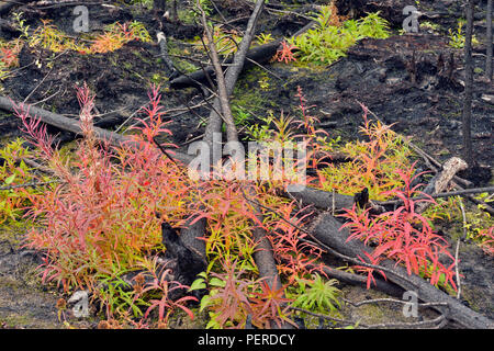 L'épilobe en automne dans une zone d'incendie de forêt, la route 3 près du Grand lac des Esclaves, Territoires du Nord-Ouest, Canada Banque D'Images