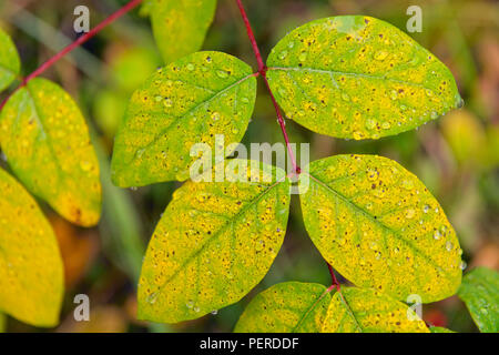 La diffusion de l'apocyn (Apocynun androsaemifolium) chez le pin gris, forestiers du parc territorial de la Reine Elizabeth, Ft. Smith, Territoires du Nord-Ouest, Canada Banque D'Images