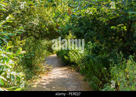 Sentier menant à travers la forêt, Turbary commun, Dorset, UK Banque D'Images