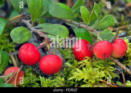 Le bleuet nain canneberge (Vaccinium oxycoccos), Twin Falls Parka Territorial, Territoires du Nord-Ouest, Canada Banque D'Images