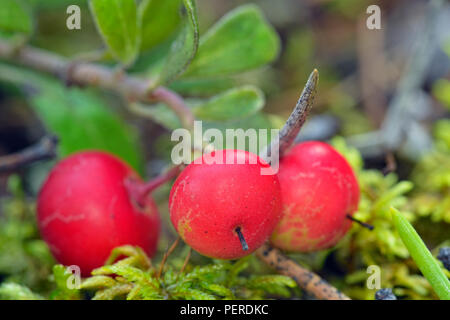 Le bleuet nain canneberge (Vaccinium oxycoccos), Twin Falls Parka Territorial, Territoires du Nord-Ouest, Canada Banque D'Images