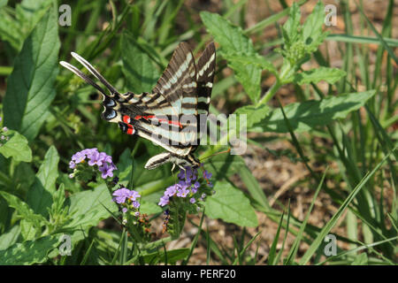 Une phase d'été zebra swallowtail butterfly. Banque D'Images