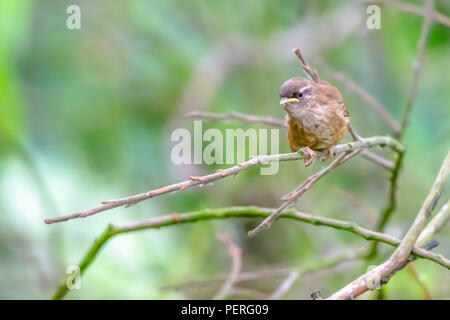 La faune uk. Wren perching on branch de la woodland.Protégé espèce d'oiseau.Nature détails et d'espace pour copier. Banque D'Images