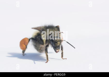 À tête jaune bourdon (Bombus flavifrons) Femmes transportant le pollen, des cascades, Washington Banque D'Images