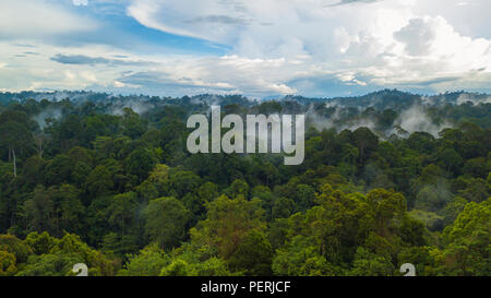 Drone photo ci-dessus de forêt vierge, mist rising après la pluie, le ciel au-dessus de l'arrière-plan. Réserve forestière Deramakot, Sabah, Malaisie (Bornéo). Banque D'Images