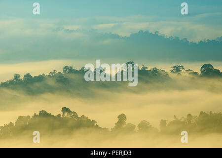 Mist-couverts de forêt vierge au lever du soleil, d'un point de vue sunrise dans Danum Valley rainforest, Sabah, Malaisie (Bornéo) Banque D'Images