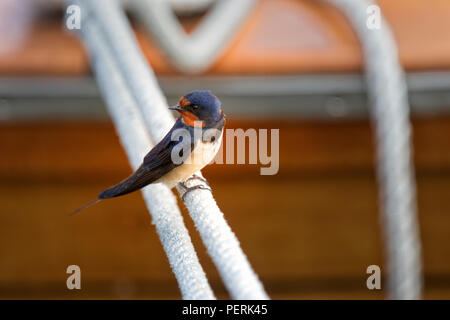 Purple Martin Progne subis, Fischland, péninsule, l'Allemagne, les jeunes Purple Martin perché sur la corde dans l'Harbour Banque D'Images