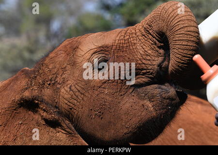 Le David Sheldrick Wildlife Trust sanctuaire des éléphants orphelins, Nairobi, Kenya, Afrique de l'Est Banque D'Images