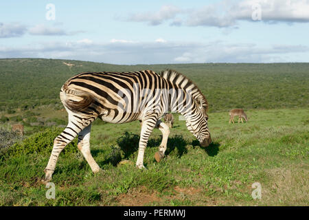 Zèbre des plaines de Addo Elephant National Park, Afrique du Sud Banque D'Images