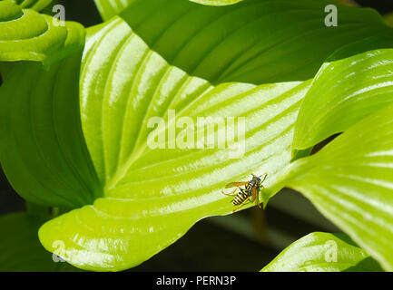 Abeille sur une grande feuille, fleur leaf texture, grandes feuilles vertes de la fleur tropicale avec les grosses veines. Banque D'Images