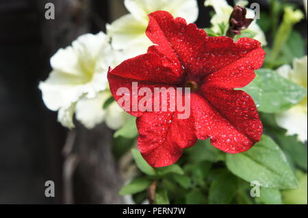 Pétunia rouge et blanc de parterres de fleurs close up Banque D'Images