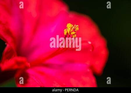 Four o'clock rouge fleur (Mirabilis Jalapa) macro shot Banque D'Images