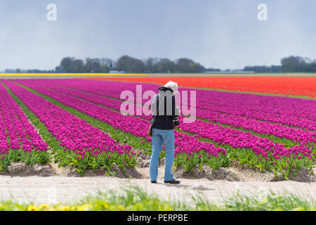 ESPEL, Pays-Bas - 17 avril 2017 : Inconnu les gens prendre des photos lors d'un beau champ de tulipes en fleurs Banque D'Images