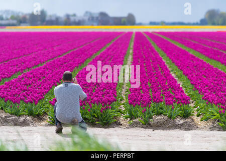 ESPEL, Pays-Bas - 17 avril 2017 : Inconnu les gens prendre des photos lors d'un beau champ de tulipes en fleurs Banque D'Images